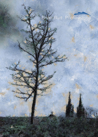 Tree and Spires