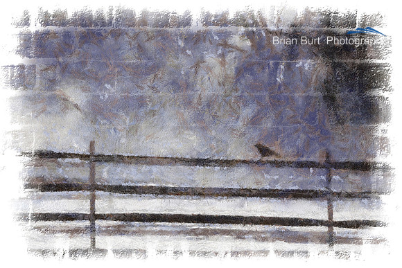 Bird on Fence